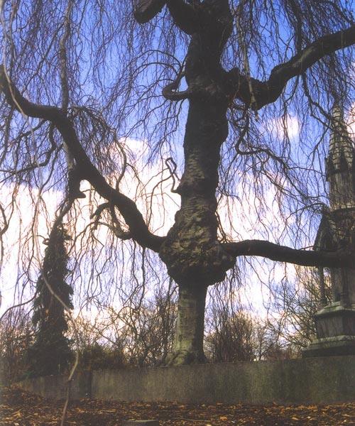 Cây[-]có[-]hình[-]dáng[-]chiếc[-]thánh[-]giá[-]khổng[-]lồ[-]tại[-]nghĩa[-]trang[-]Mount[-]Auburn[-](Cambridge,[-]Massachusetts,[-]Mỹ).